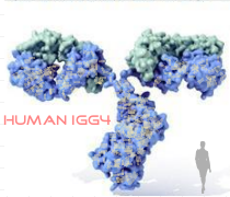 Human IgG4（重组表达）