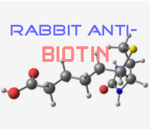 兔抗biotin
