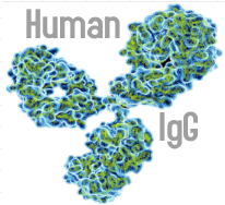 Human IgG（重组表达）