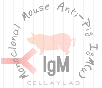 小鼠抗猪IgM(u)