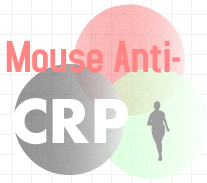 小鼠抗人C反应蛋白
