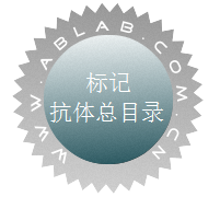 标记抗体总目录