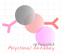 多克隆抗体相关及定制