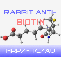 标记兔抗生物素