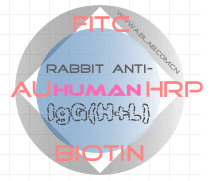标记兔抗人IgG(H+L) 