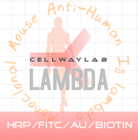 标记小鼠抗人 LAMBDA