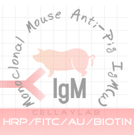 标记小鼠抗猪 IgM