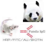 标记小鼠抗大熊猫 IgG