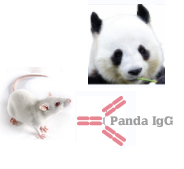 小鼠抗大熊猫 IgG