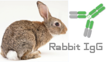Rabbit  IgG（兔IgG）