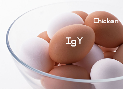 Chicken IgY（鸡IgY）