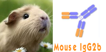 Mouse IgG2b（小鼠IgG2b）