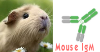 Mouse IgM（小鼠IgM）