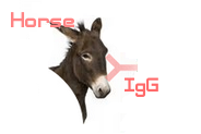 Horse IgG（马IgG）