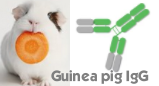 Guinea pig IgG（豚鼠IgG）