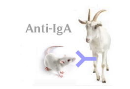 山羊抗小鼠IgA