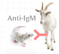 山羊抗小鼠IgM(u chain）　