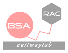 BSA-RAC(牛血清白蛋白-莱克多巴胺）