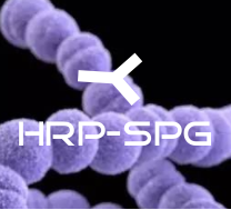 HRP-SPG(HRP标记SPG)