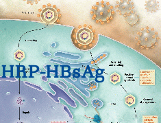HRP-HBsAg(HRP-HBsAg）