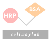 HRP-BSA(辣根过氧化物酶标记BSA)