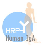 HRP-Human IgA(HRP-人IgA）