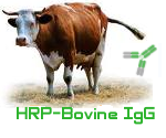 HRP-bovine IgG(HRP-牛IgG）