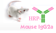 HRP-Mouse IgG2a（辣根酶标记小鼠IgG2a）