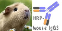 HRP-Mouse IgG3（辣根酶标记小鼠IgG3）