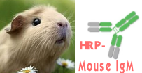 HRP-Mouse IgM（辣根酶标记小鼠IgM）