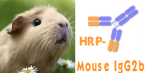 HRP-Mouse IgG2b（辣根酶标记小鼠IgG2b）