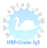 HRP-Goose IgY（辣根酶标记鹅 IgY）