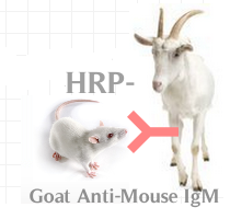 HRP标记山羊抗小鼠IgM