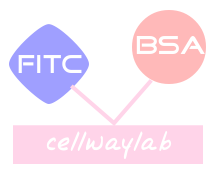 FITC-BSA（FITC标记BSA）