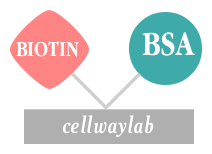 BIOTIN-BSA（生物素标记BSA）