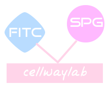 FITC-SPG(FITC标记SPG）