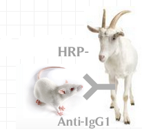 HRP-山羊抗小鼠IgG1