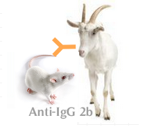 山羊抗小鼠IgG2b