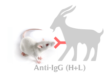 山羊抗小鼠IgG(H+L)(不交叉兔IgG)