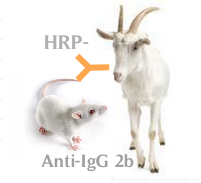 HRP-山羊抗小鼠IgG2b