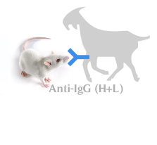 山羊抗小鼠IgG(H+L)(不交叉人IgG)