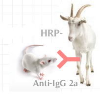HRP-山羊抗小鼠IgG2a