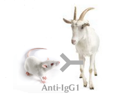 山羊抗小鼠IgG1