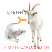 标记山羊抗小鼠IgG(H+L）（不交叉兔IgG)
