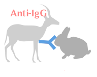 山羊抗兔IgG(H+L)(不交叉小鼠IgG)