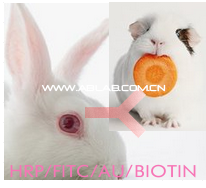 标记兔抗豚鼠IgG 