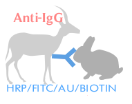 标记山羊抗兔IgG(H+L）（不交叉小鼠IgG)