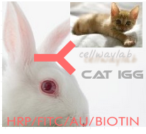 标记兔抗猫IgG （H+L)