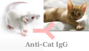 小鼠抗猫IgG
